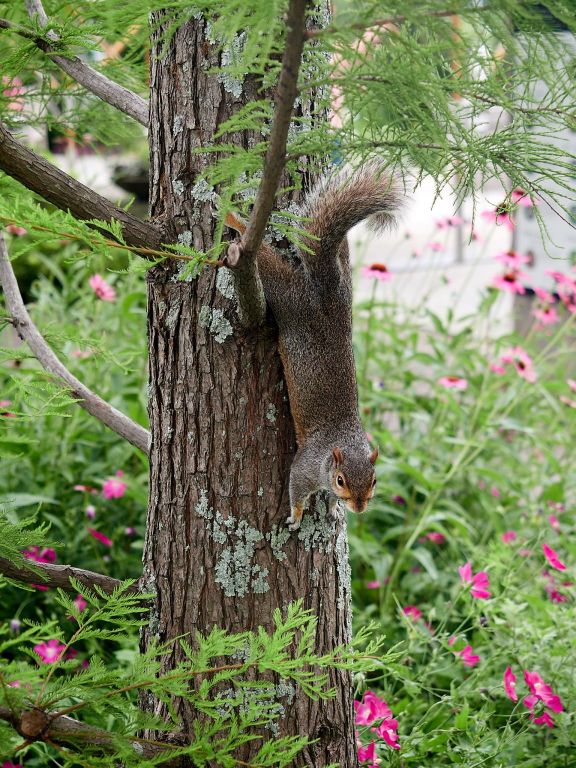 Sciurus carolinensis